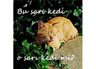 Sarı kedi önümüz seçim