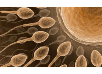 Tüp bebek tedavisinde sperm sayısı faktörü