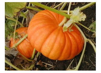 Hayali bir gavat portresi