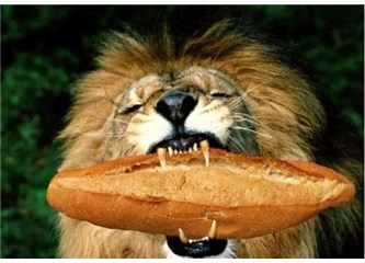 Ekmek aslanın ağzında bile olsa çalışmak velinimettir