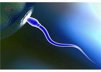 Sperm mıknatısı
