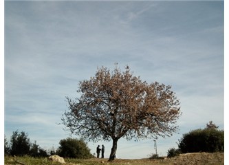Palamut Ağacı 