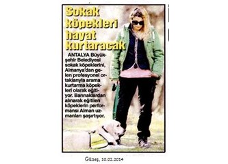 Sokak köpekleri artık hayat kurtaracakmış...