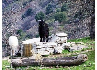 Dağa kaçtım ~~ Pir Veli Beşe için; Peşrefli'den Karakaya'ya 3