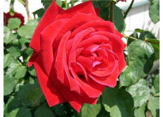 Kişisel Gelişim : Peki, bana göre mutluluk nedir?