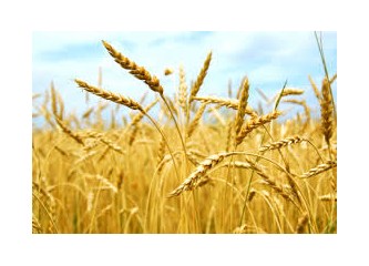 Buğdaylar beş santimi geçemedi