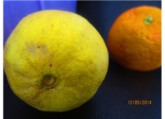 Salataya sıktığınız, "Gerçekten" Limon mu ?
