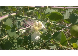 Biyomedikal bitkiler IV - Kapari (Capparis spinosa)