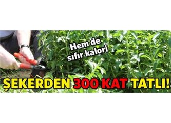 Stevia nasıl bir tatlandırıcıdır?