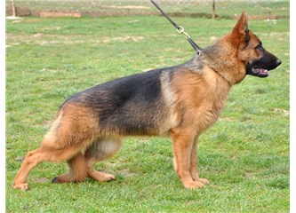 Köpek...