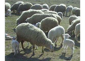 Orta Anadolu da hayvancılık kültürü değişti
