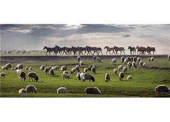 Atlar ve Koyunlar, Siyasetçiler ve Çobanlar