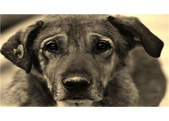 84 tane köpek öldü ve gömülmedi!