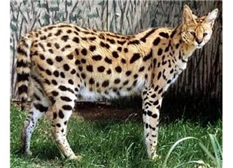 Serval Kedileri