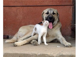 İtin eğri kuyruğu kalıpta düzelmez, ağzından akan salya tükenmez