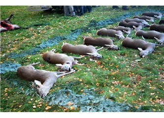 Avcılık mı? Yoksa katliam mı?