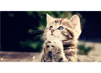 Kedi katiline üç yıl, hiç fena değil...