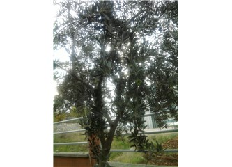 Artık Dikili Bir Ağacımız Var