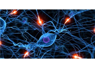 Beyinler arası Ağ kurulabilir mi? – (Sinir Sistemi ve Beyin)