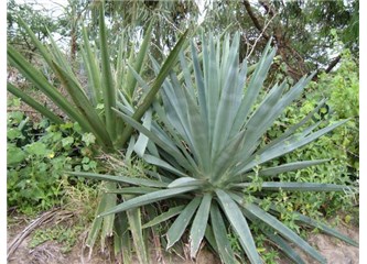 Sisal