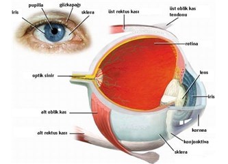 Retina yırtıkları ve Retina Dekolmanı