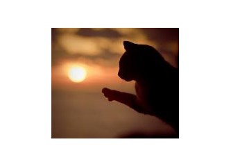 Süper Kedi Temel'in maceraları -3 Eve dönüş yolu