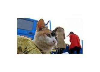 Süper kedi Temel'in maceraları-4  Temel İstanbul'a gidiyor...