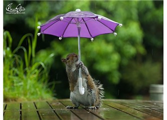 Şemsiye ve sincap