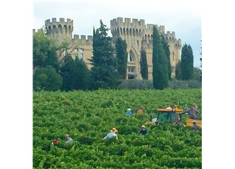 Şarabın kalbine yolculuk: Provence