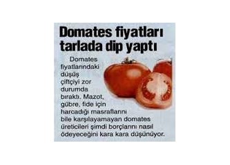 Putin domates dedi, domates üreticisi bitti!