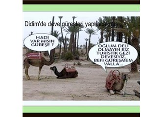 Aydın'da işimiz develere ve boğalara kaldı...