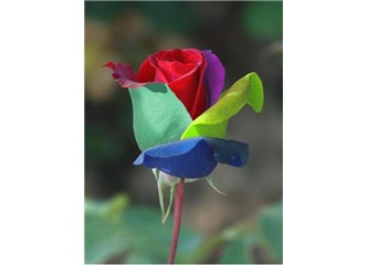 İçime sığamıyorum