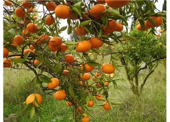 Bodrum'da mandalinalar yerde.
