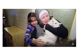 Suriyeli mülteci kedi "Kunkuş"un hikayesi, Aylan bebek ve ibretlik halimiz...