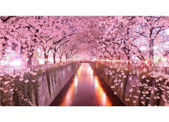 Sakura Ağaçları