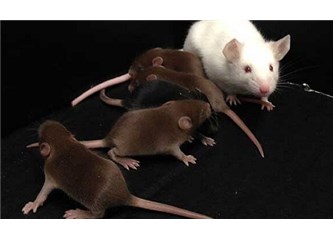 Y kromozomuna sahip olmayan erkek fareler yetiştirildi