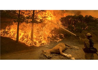 Orman yangınlarının nedeni sıcaklarsa Afrika’da hiç orman kalmaması gerekirdi