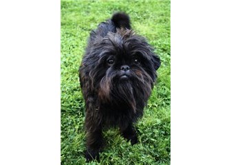 Affenpinscher / Maymun Terrier | Gökçe Özcan
