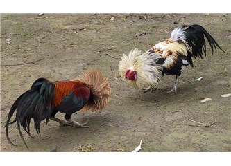 Sakin ol Türkiye!