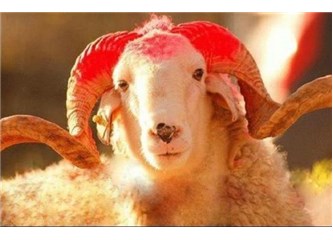 Vekaleten Kurban bağışınızı yaptınız. Vekil seçiminiz doğru mu? İçiniz rahat mı?