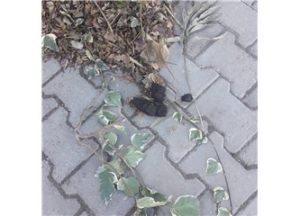 Köpek sahipleri ! Sokaklar hepimizin, lütfen kirletmeyin.