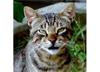 İnsan olduğunu hatırlayınca