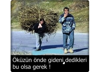 Öküzün önde gideni
