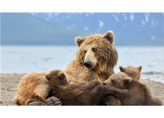 Kamchatka