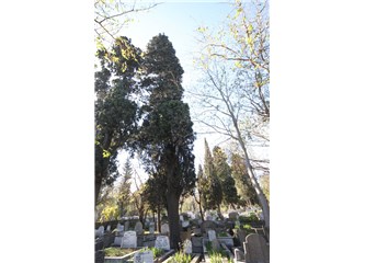 Eski sevgiler