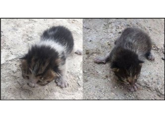 Üç minik kedi yavrusunun maceralı yolculuğu!