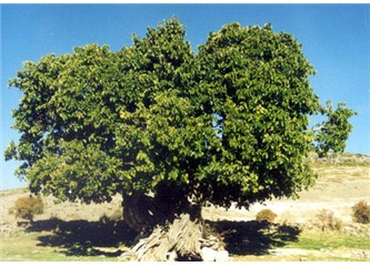 Mani. 20: Dut ağacı