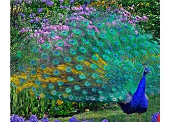 Süzme sözcükler: (Haiku ) Baharın çağrısı…