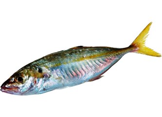İstavrit