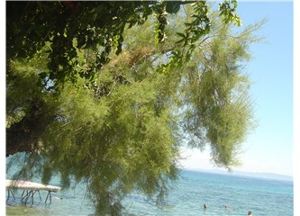 İzmir'de sıcak, Güllük'te yavru köpekler; mavi su olsak, yeşil ağaç